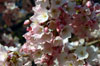 National Cherry Blossom Festival 2013 - Mar 20 to Apr 14 - News