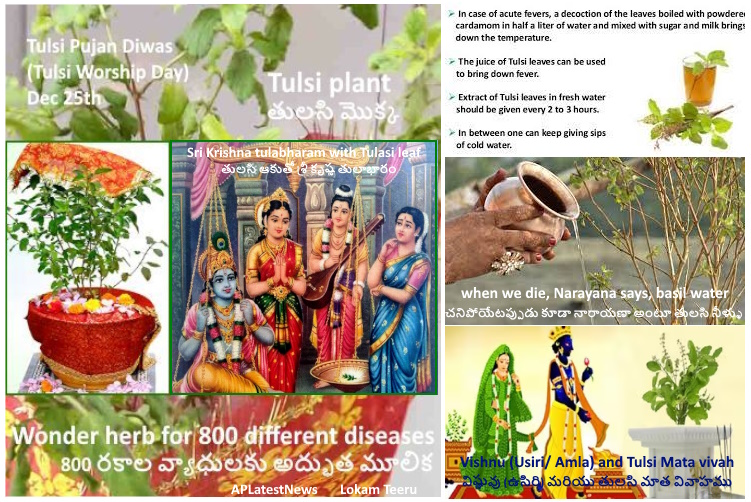 Tulsi Worship Day and benefits తులసి పూజా దినం మరియు లాభాలు - December 25
